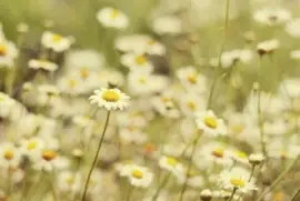 ä¸–ç•Œé¢¨æ™¯