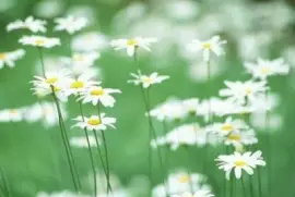 ä¸–ç•Œé¢¨æ™¯