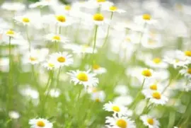 ä¸–ç•Œé¢¨æ™¯