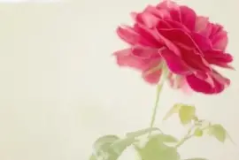 ä¸–ç•Œé¢¨æ™¯