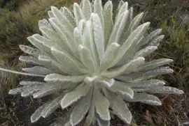 FRAILEJON