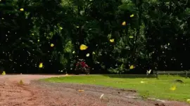 mariposas misioneras