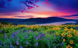 Amazing Flower Field at Sunset jigsaw puzzle
