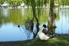 pareja jigsaw puzzle