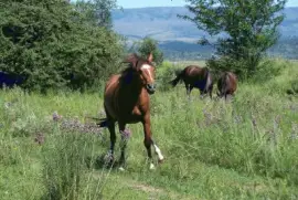 en libertad jigsaw puzzle