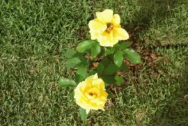 Rosas Amarelas jigsaw puzzle