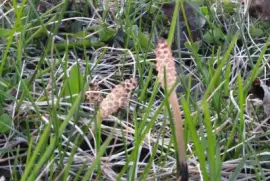 Little flowers jigsaw puzzle