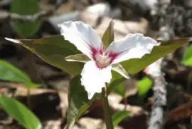 Trillium