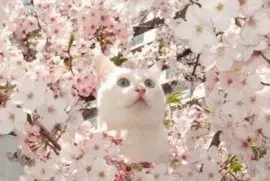 Cat in tree jigsaw puzzle