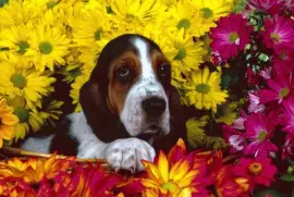 Flores e cachorrinho.