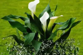 imagens jigsaw puzzle