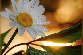 imagens jigsaw puzzle