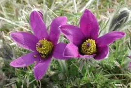 imagens jigsaw puzzle