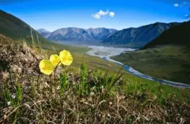 NATUREZA jigsaw puzzle