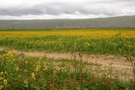 En la Provincia de Catamarca. Argentina jigsaw puzzle