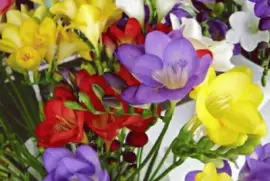 Fresior jigsaw puzzle