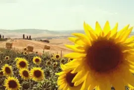 imagens jigsaw puzzle