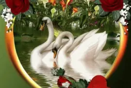 Swans jigsaw puzzle