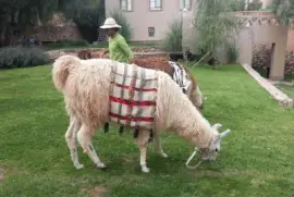 En Tilcara. Jujuy. Argentina jigsaw puzzle