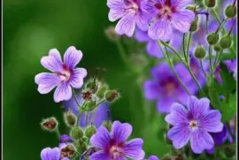 imagens jigsaw puzzle