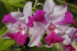 imagens jigsaw puzzle