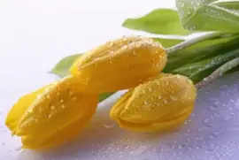 imagens jigsaw puzzle