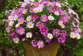 imagens jigsaw puzzle