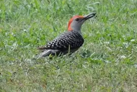Red Bellied Woodpecker