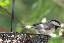 Chickadee
