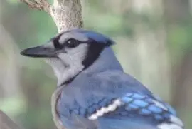 Blue Jay