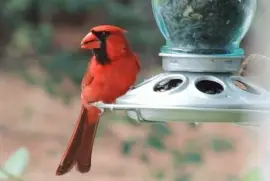 Cardinal