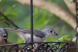 Titmouse