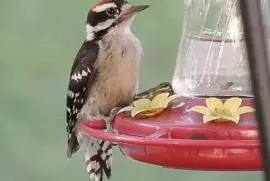 Downy Woodpecker