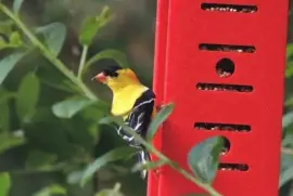 Goldfinch