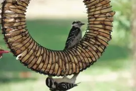 Downy Woodpeckers