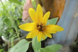 Sunflower jigsaw puzzle