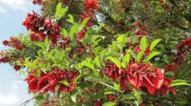 ceibo, flor nacional argentina jigsaw puzzle