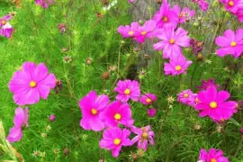 primavera jigsaw puzzle