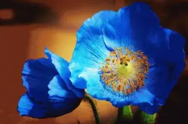 imagens jigsaw puzzle