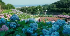 imagens jigsaw puzzle