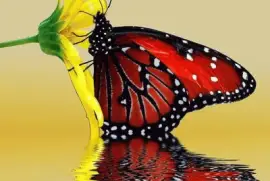 Butterfly on flower jigsaw puzzle