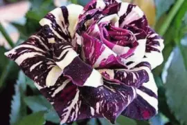 rosas3 jigsaw puzzle