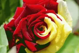 rosas4 jigsaw puzzle