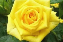 rosas10 jigsaw puzzle