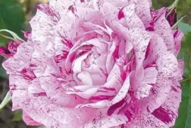 rosas13 jigsaw puzzle