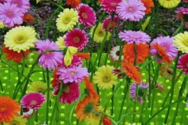 flores jigsaw puzzle