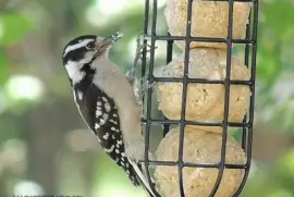 Downy Woodpecker