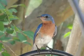 Eastern Blue Bird