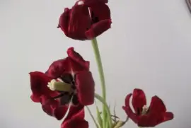 tulipa jigsaw puzzle