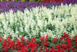 salvia splendens jigsaw puzzle